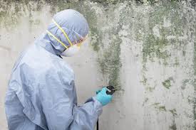 Biohazard Mold Removal in Hernando Beach, FL